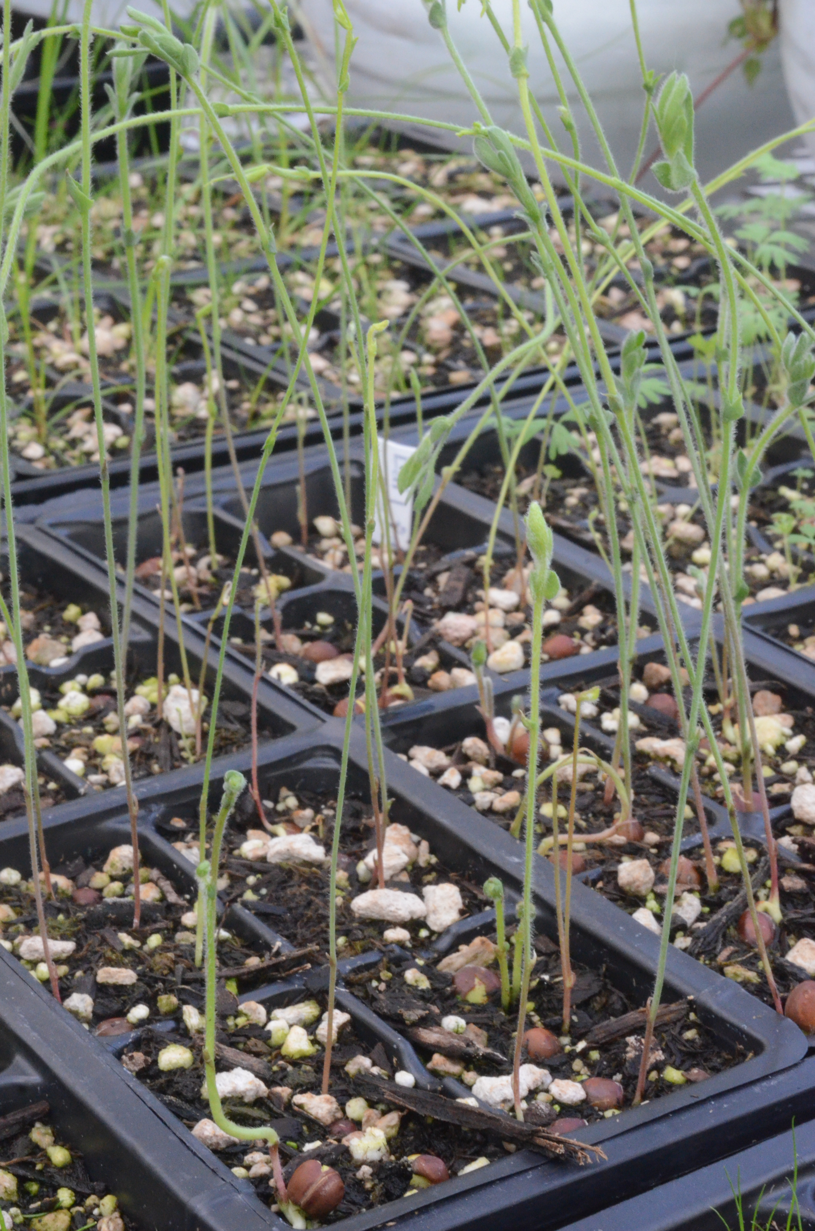 Lathyrus littoralis seedlings growing in 48-cell liners at the Berry Seed Bank research greenhouse located in Portland, Oregon.