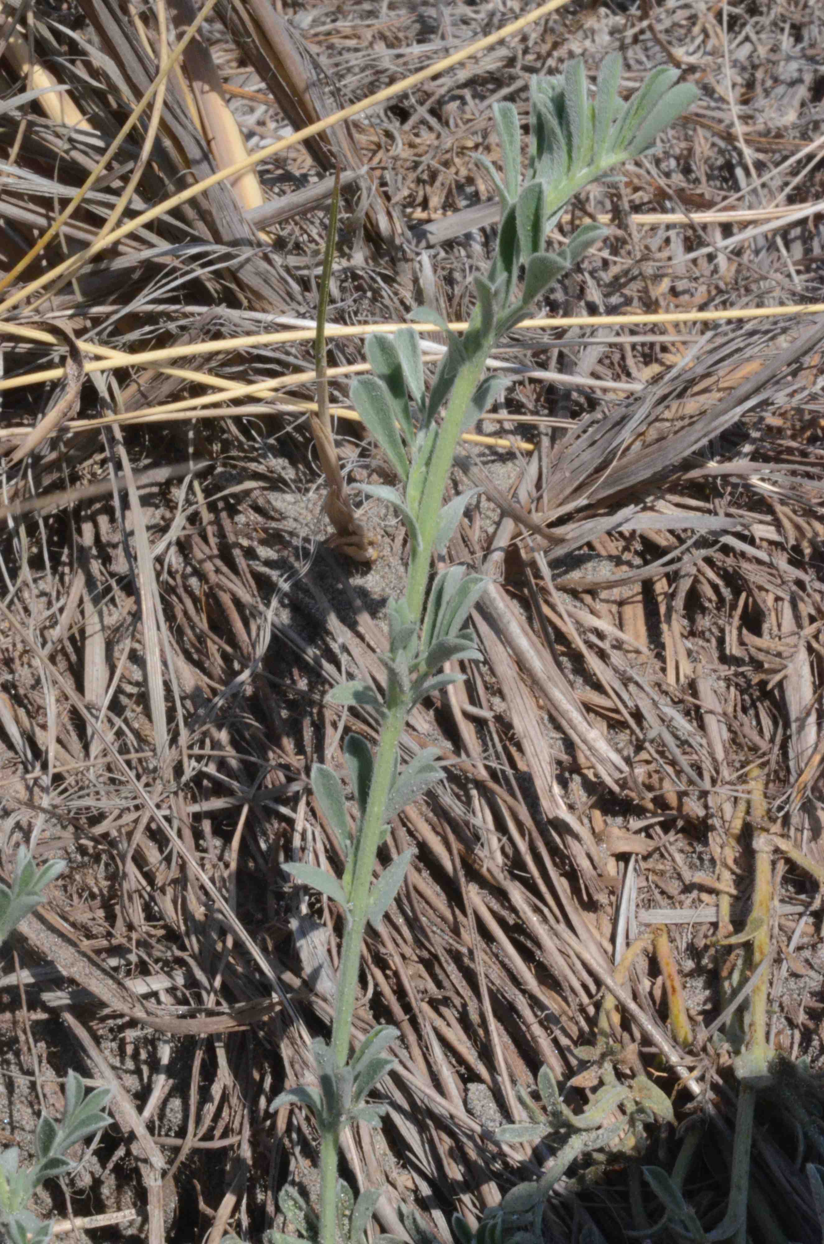 Lathyrus littoralis shoot. 