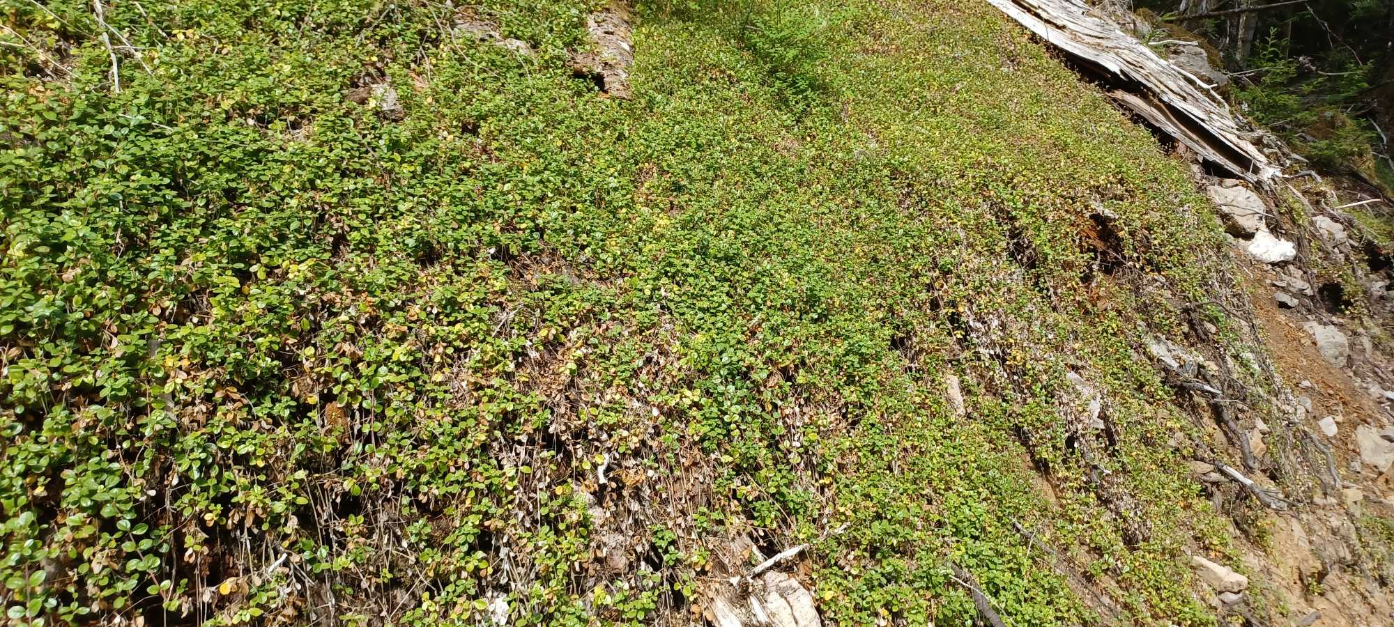 Linnaea borealis growing as a continuous ground cover in the wild.