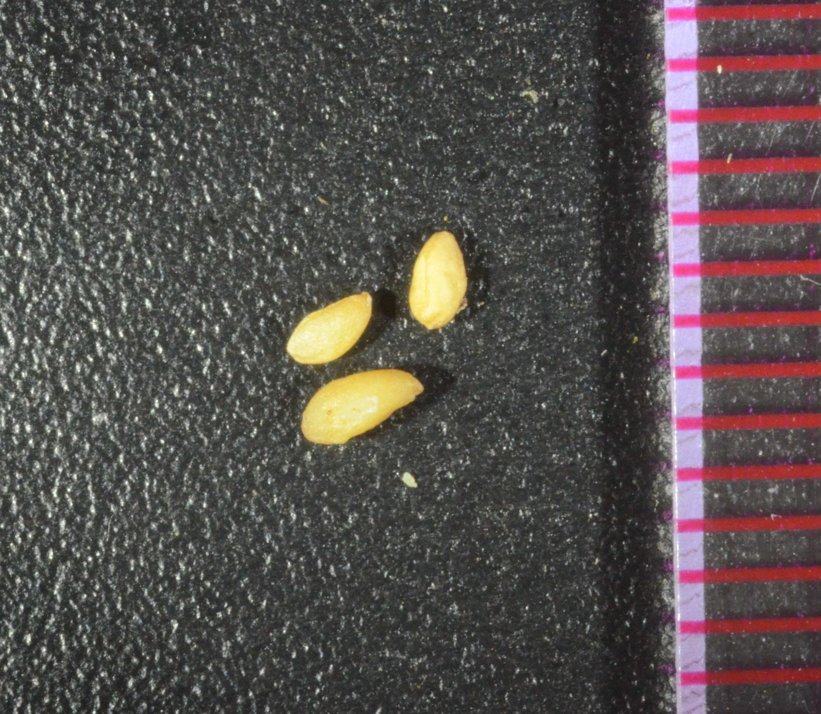 Linnaea borealis seeds with a mm ruler on the right.