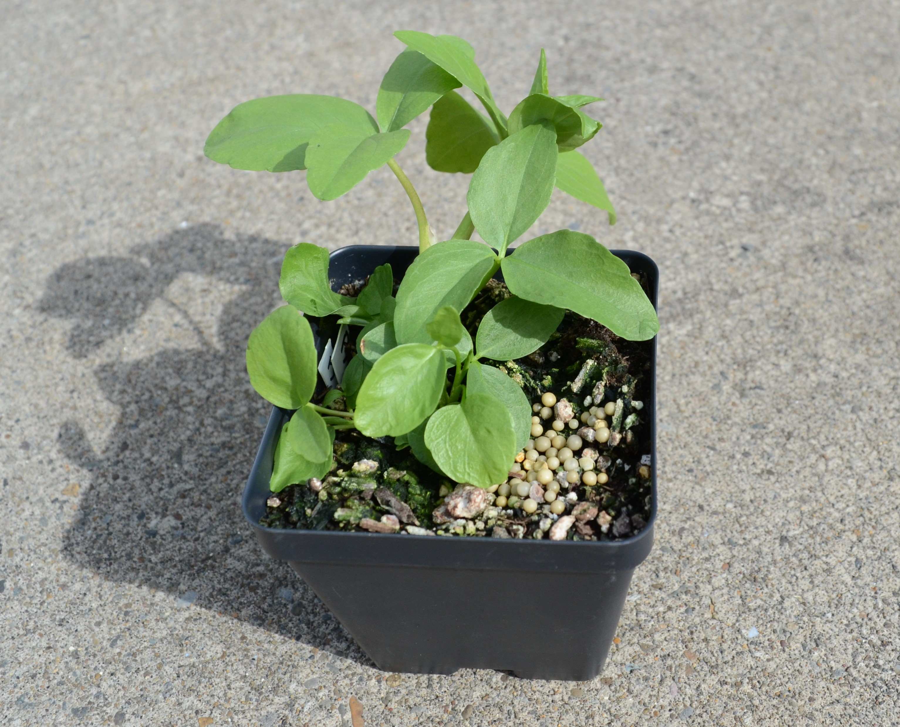 Menyanthes trifoliata growing in a 4-inch container at the Berry Seed Bank research nursery located in Portland, Oregon.
