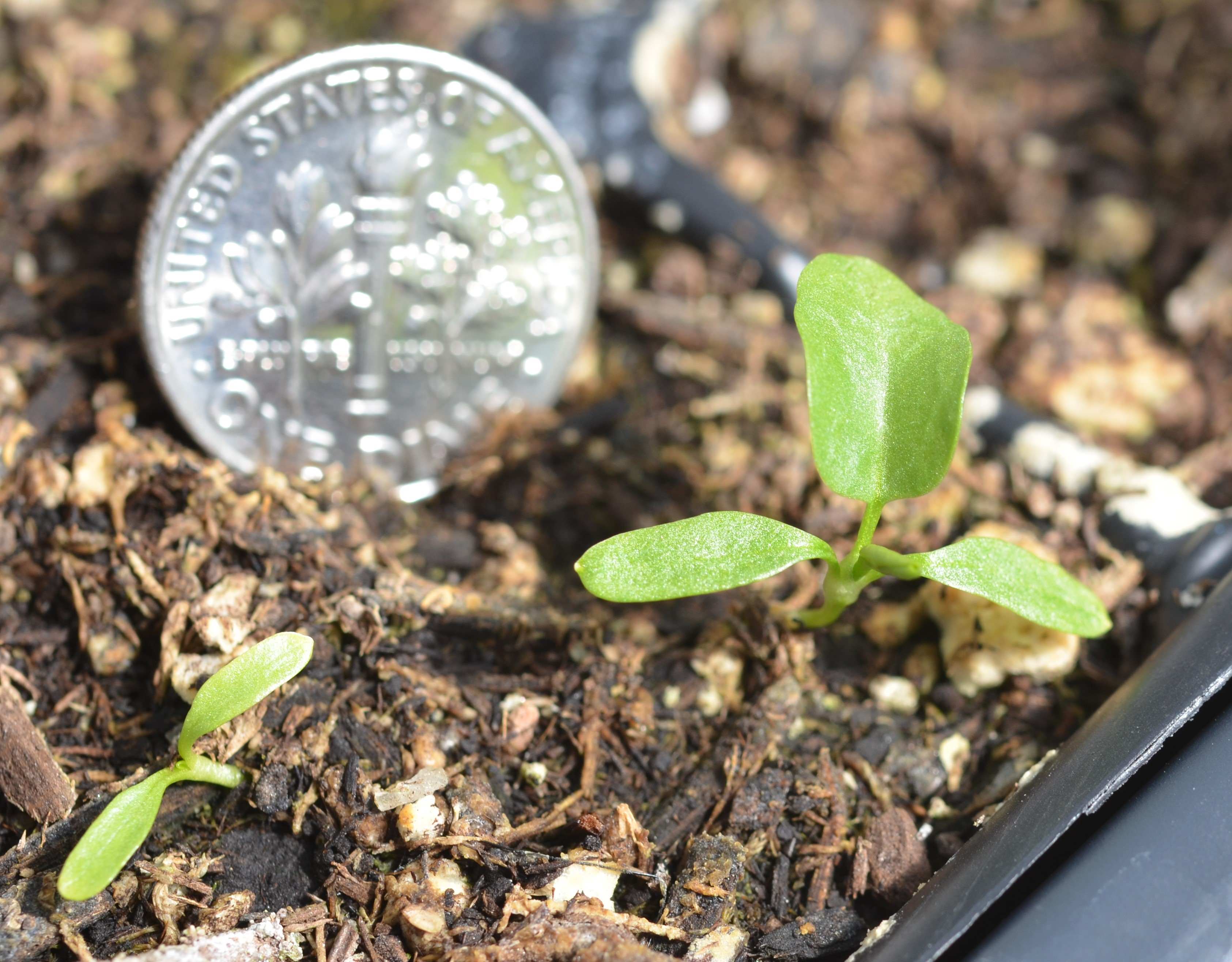 Menyanthes trifoliata seedlings with seed leaves (left; cotyledons) and true leaves (right). 