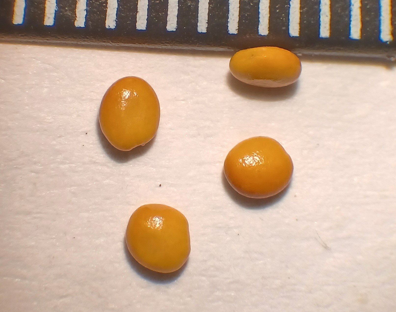 Menyanthes trifoliata seeds with a mm ruler on top.