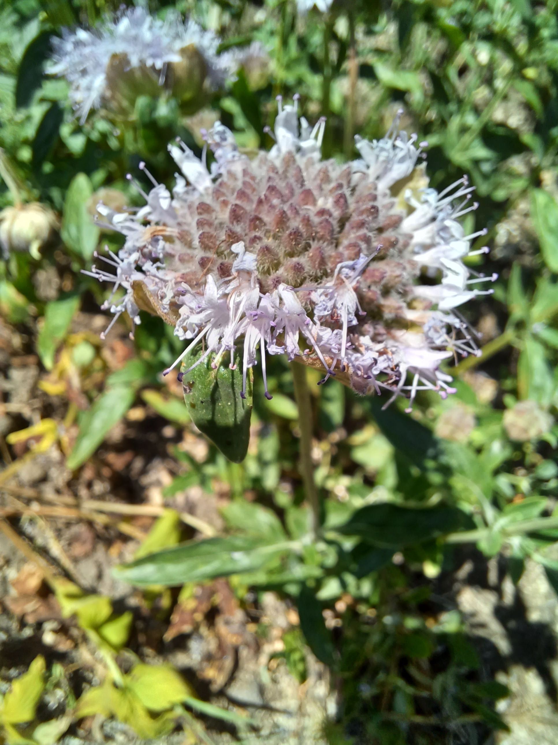 Monardella odoratissima flowers.