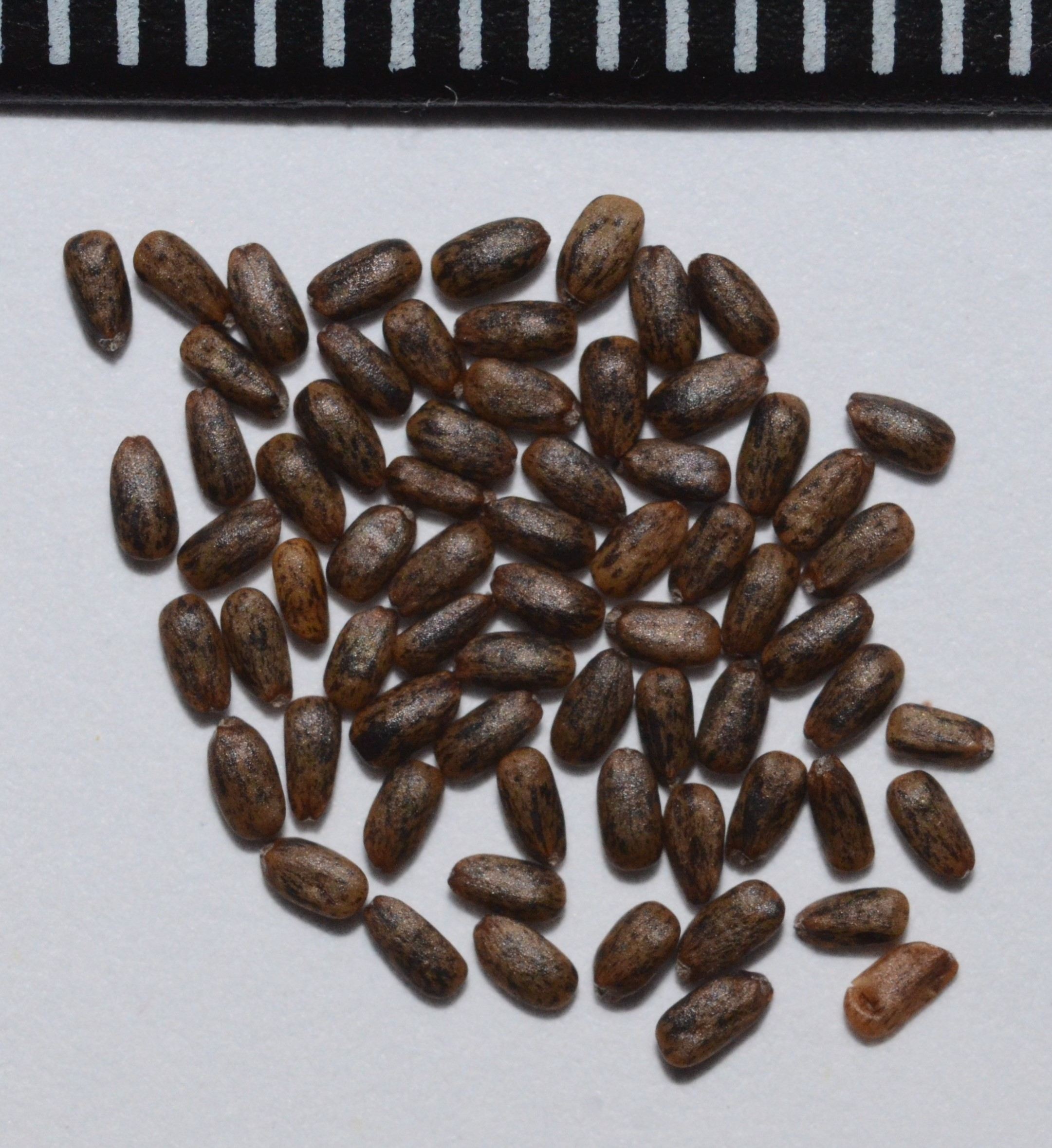 Monardella odoratissima seeds with mm ruler on top.