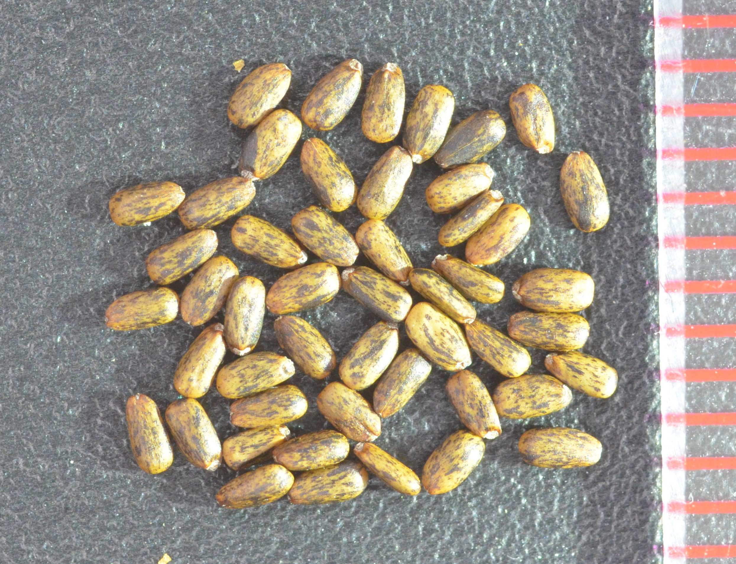 Monardella odoratissima seeds with mm ruler on the right.