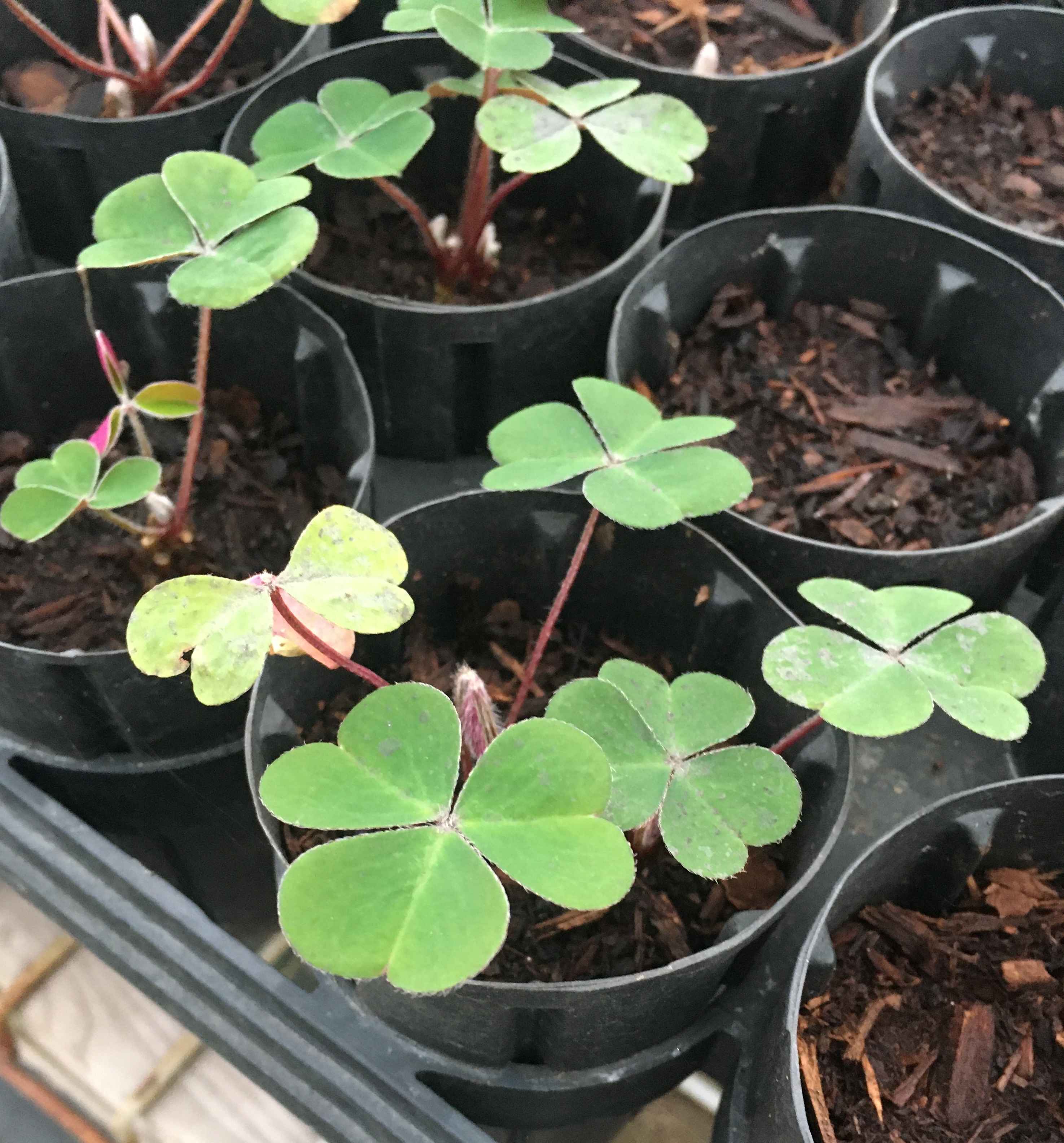 Oxalis oregana Portland State University