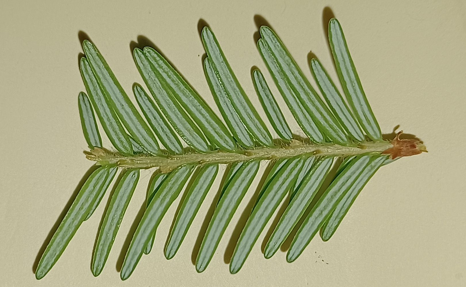 Underside of Picea engelmannii leaves.