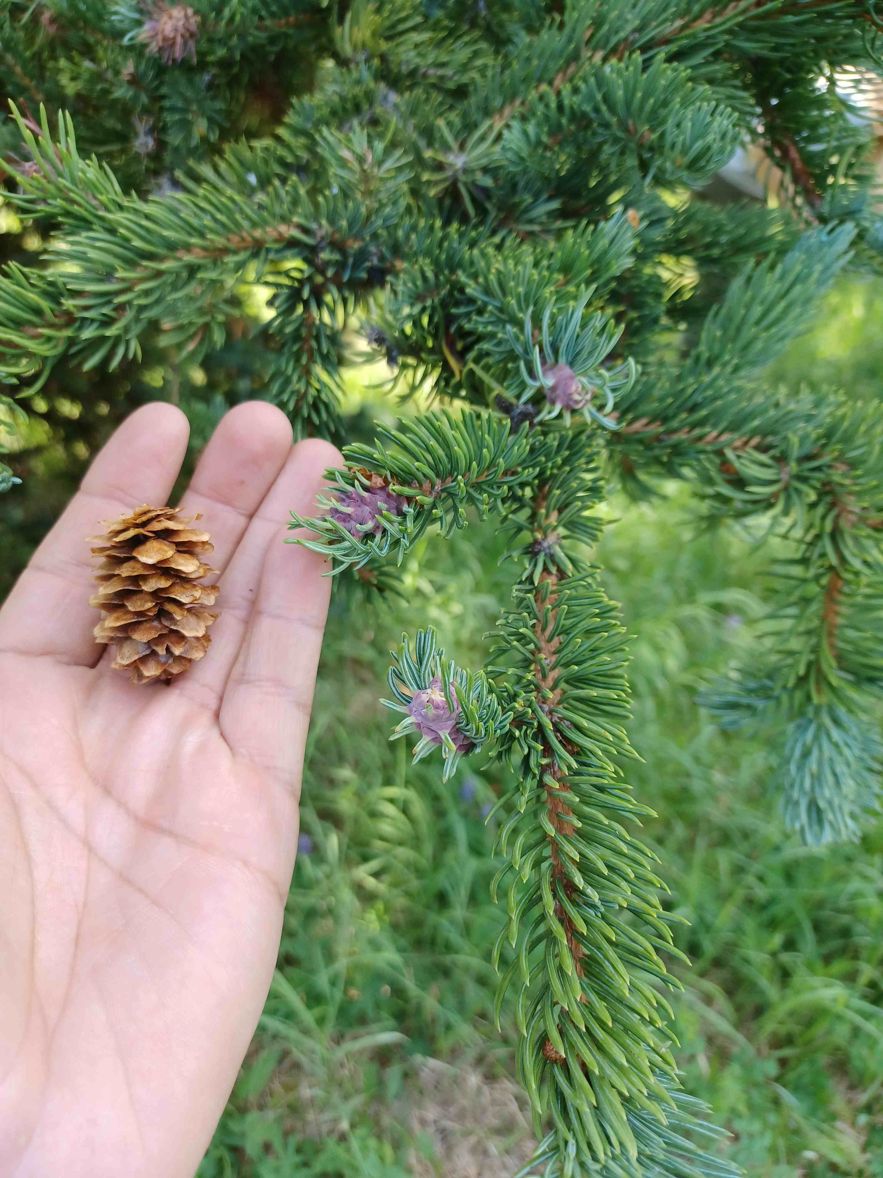 Picea engelmannii shoots and cone.
