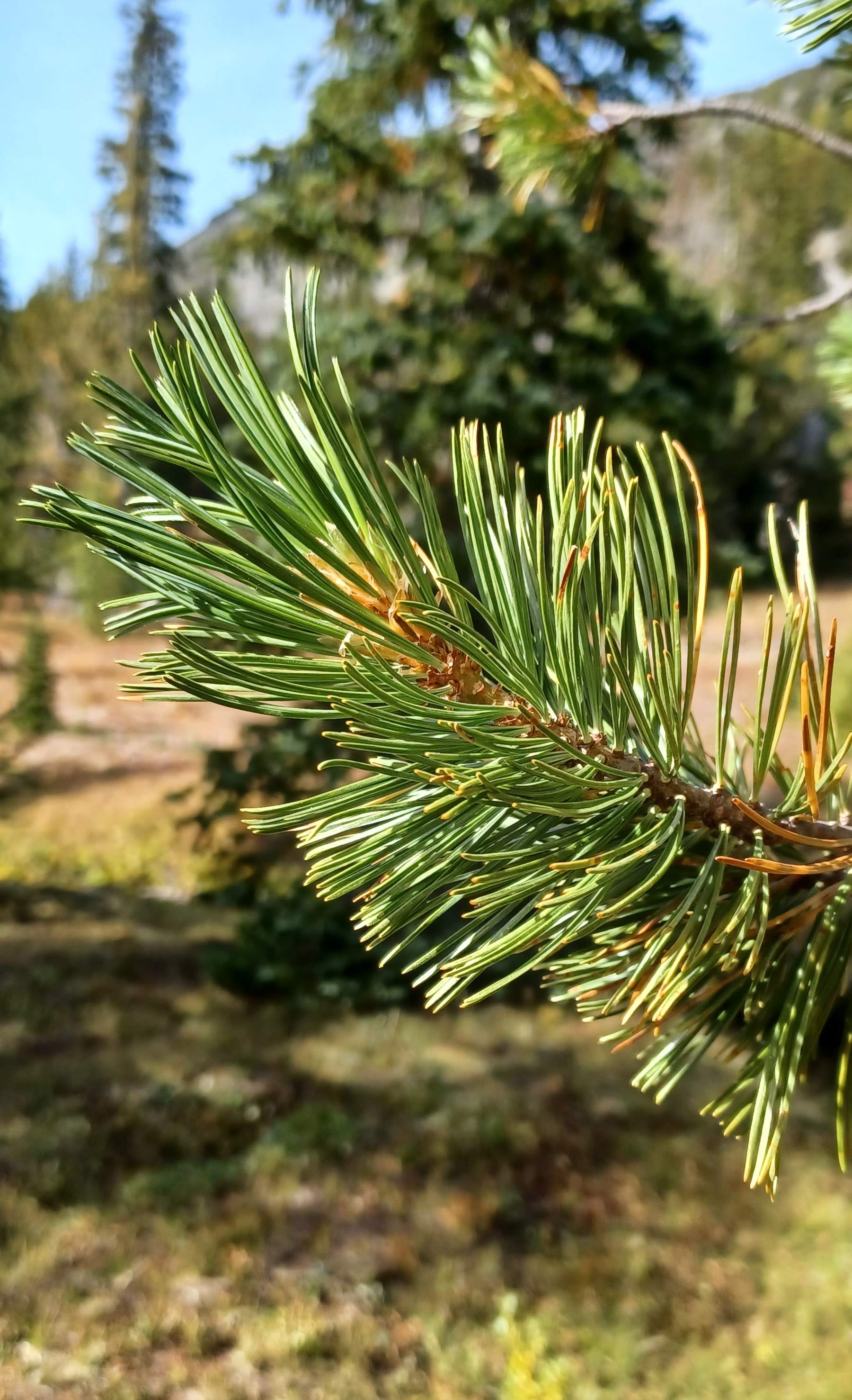 Pinus albicaulis shoot.