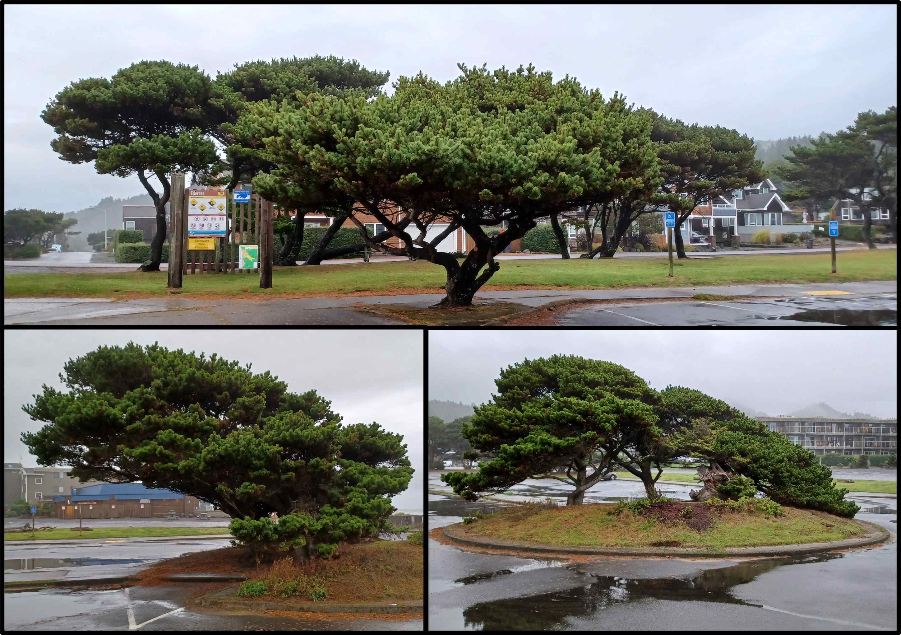 Pinus contorta coastal tree forms.