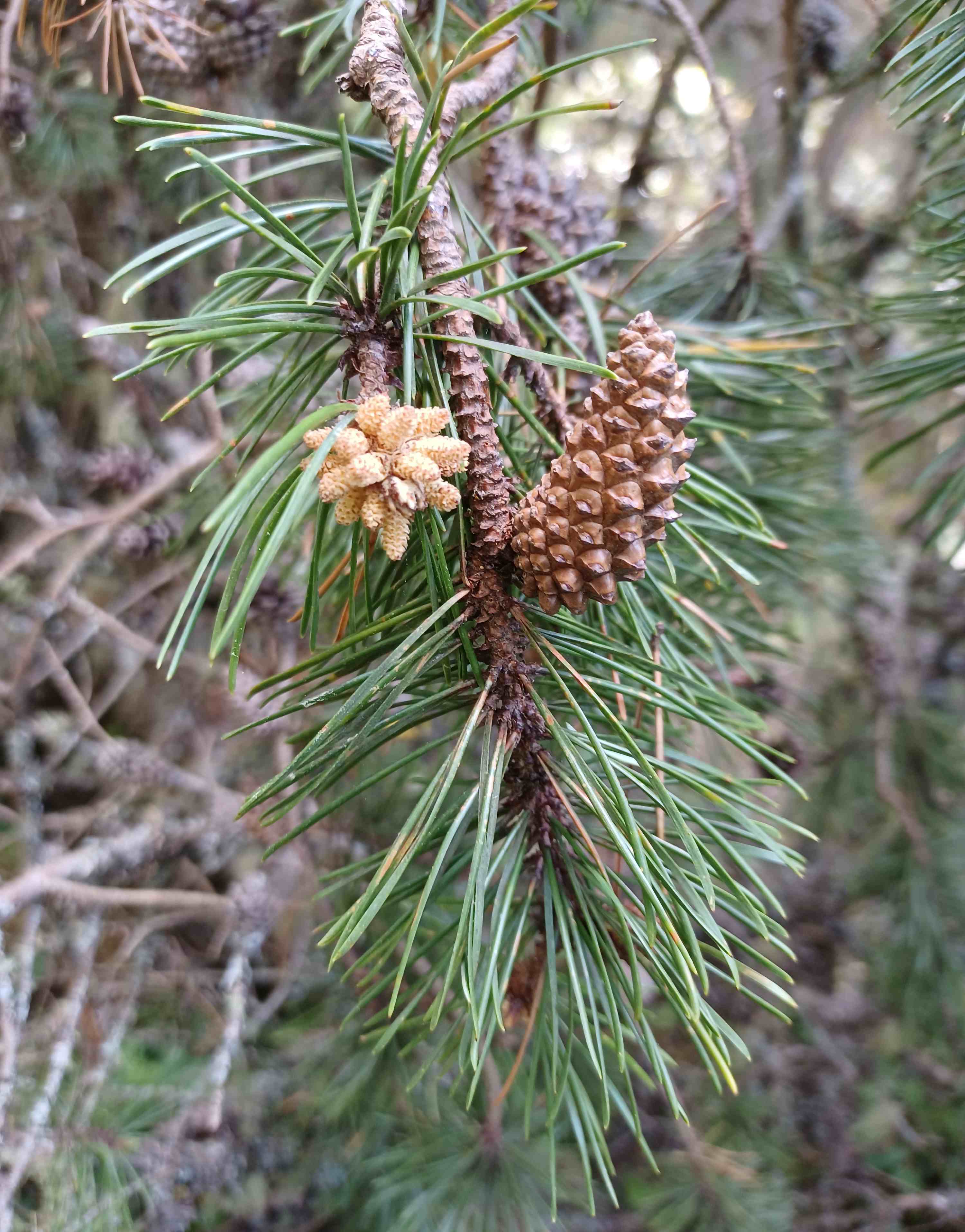 Pinus contorta male (left) and female (right) cones.