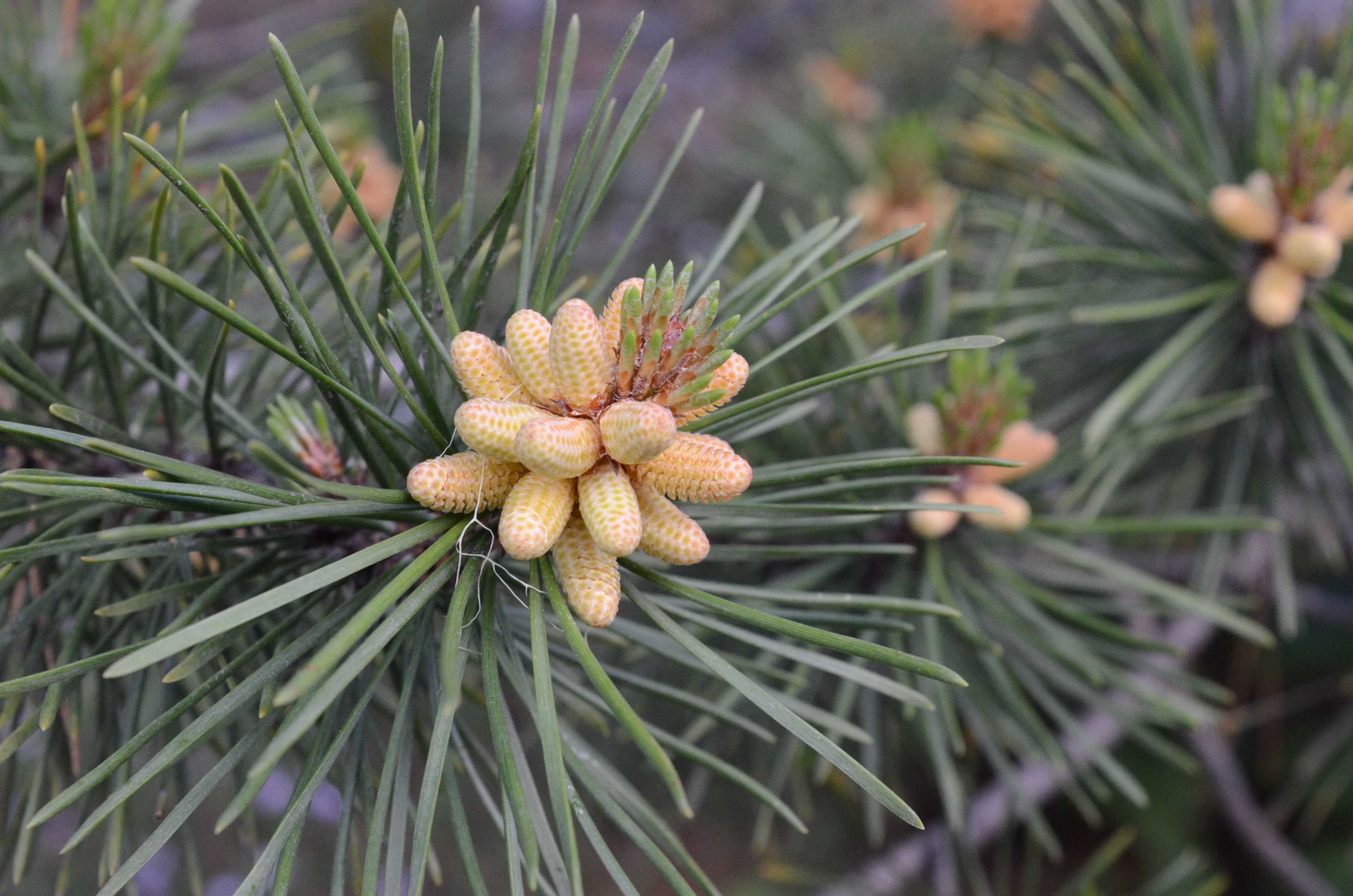Pinus contorta cones.