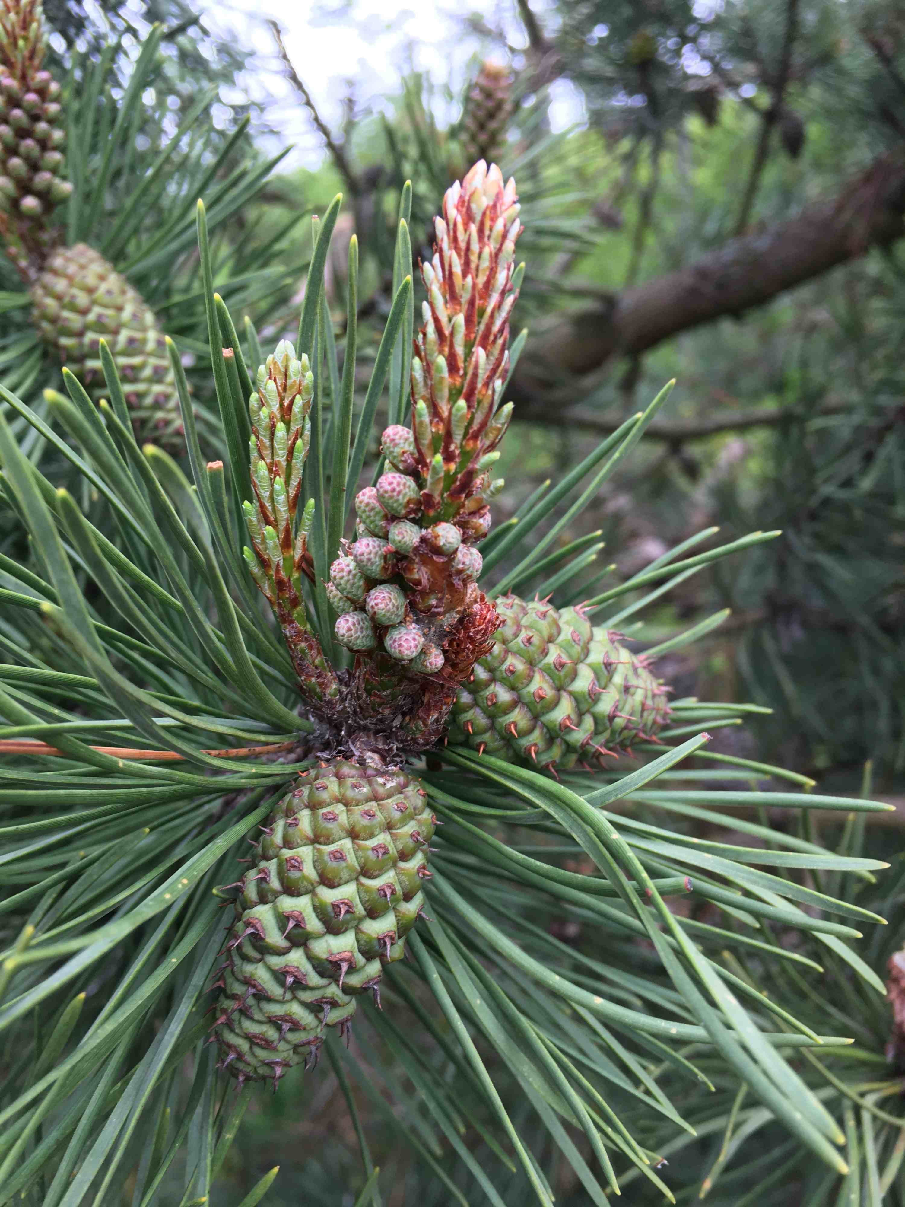 Pinus contorta new shoots and immature cones.