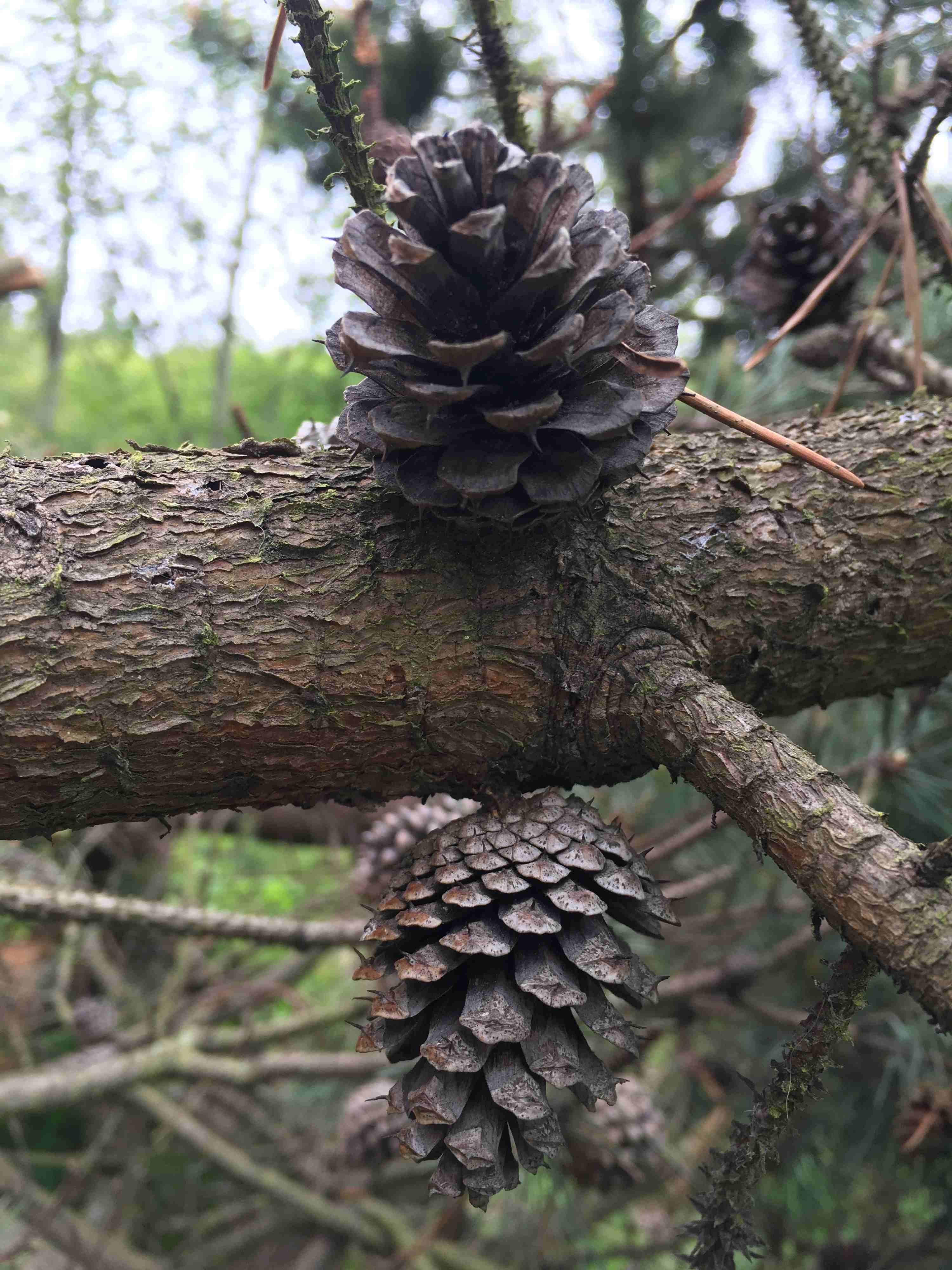 Pinus contorta with persistent cones that are several years old.