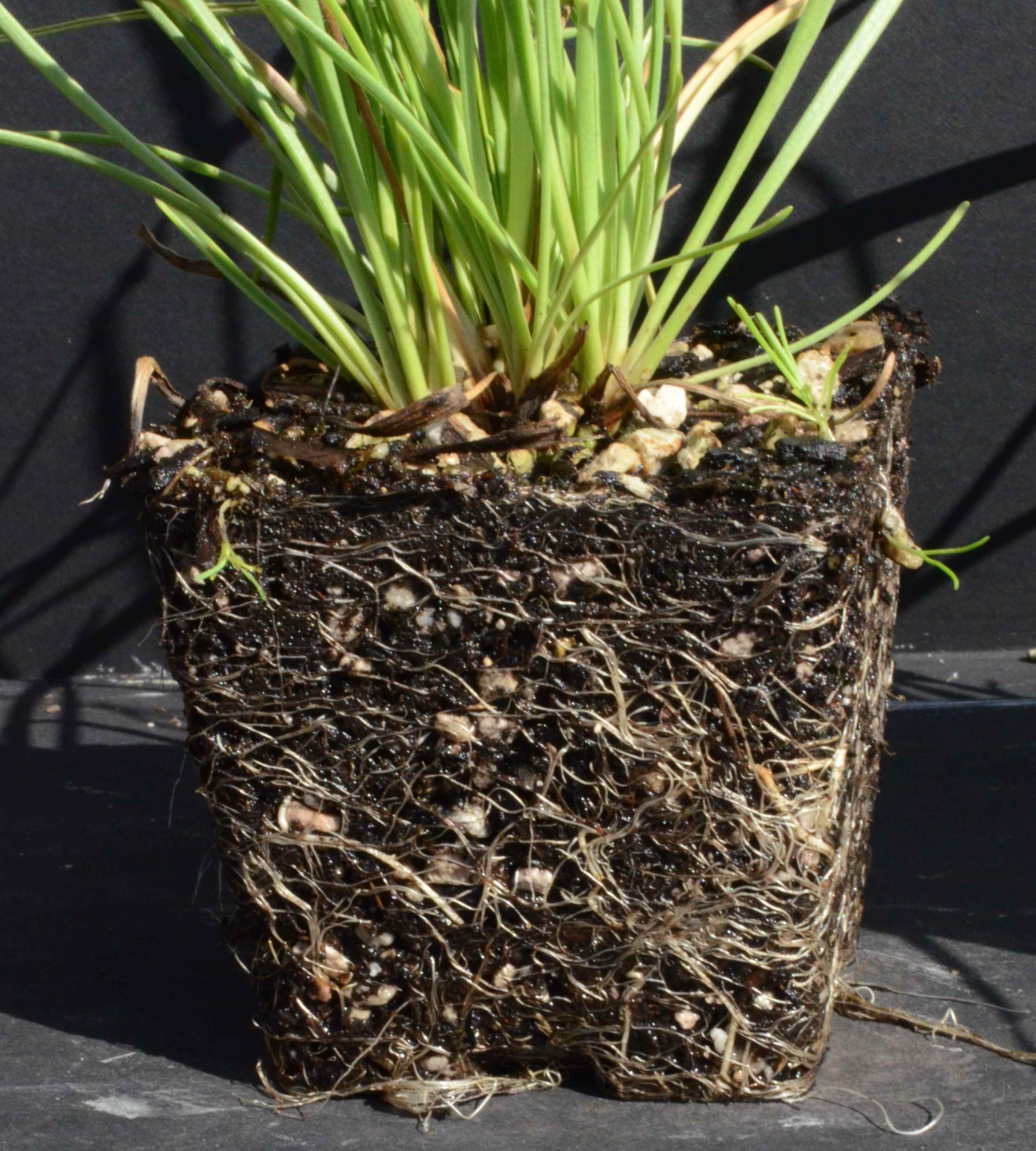 Plantago maritima with rootball for plant grown in a 4-inch container at the Berry Seed Bank research nursery located in Portland, Oregon.