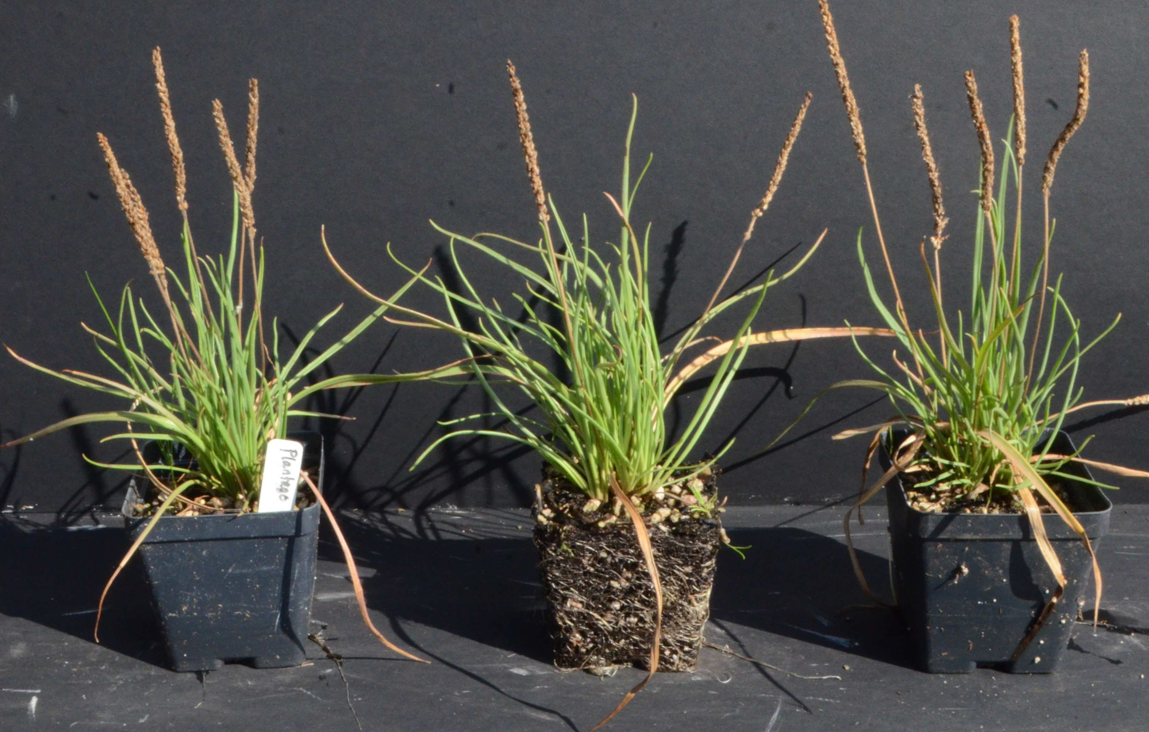 Plantago maritima plants grown in 4-inch containers at the Berry Seed Bank research nursery located in Portland, Oregon.
