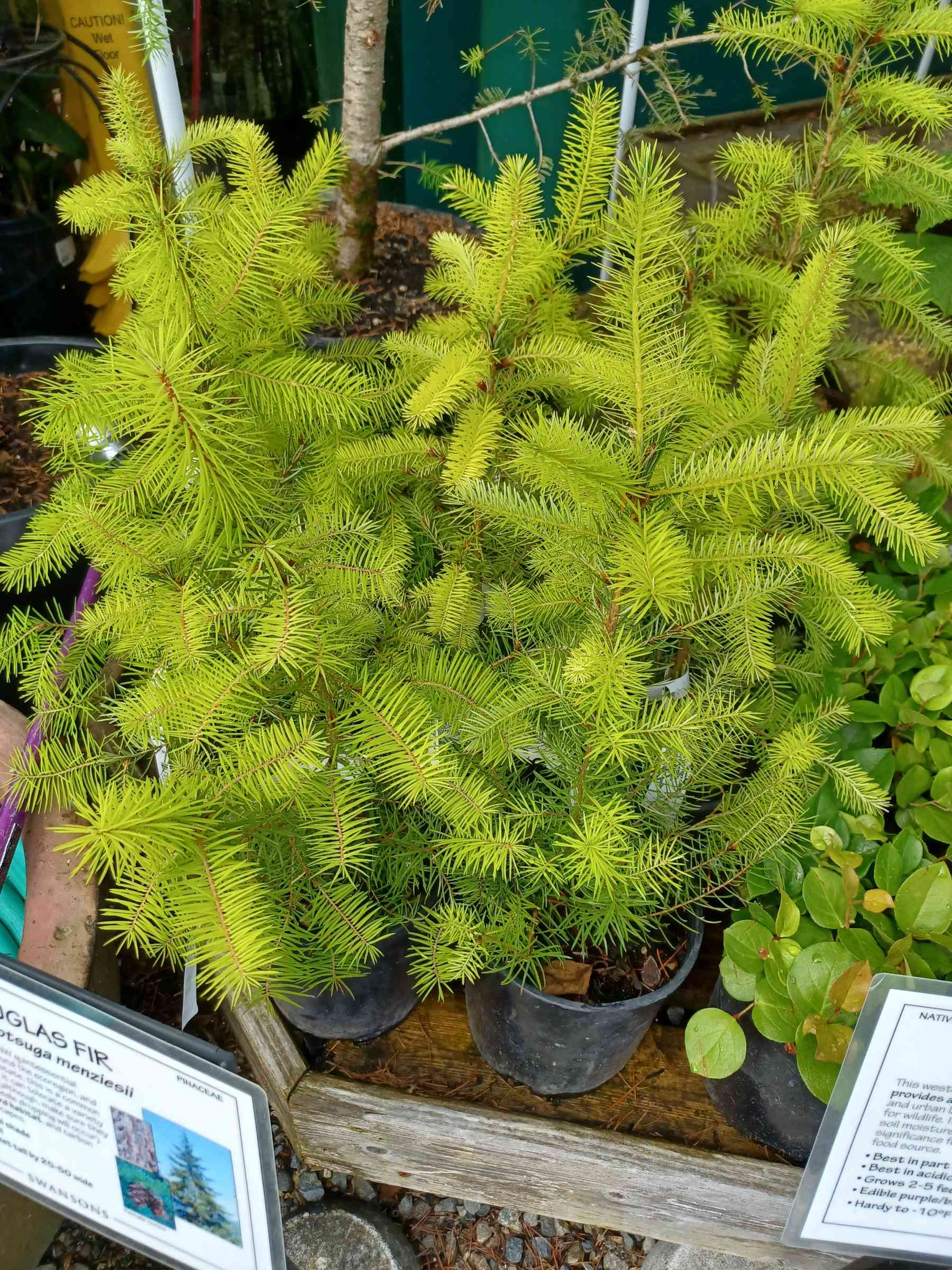 Pseudotsuga menziesii growing in 1-gallon containers at a nursery near Seattle, Washington.