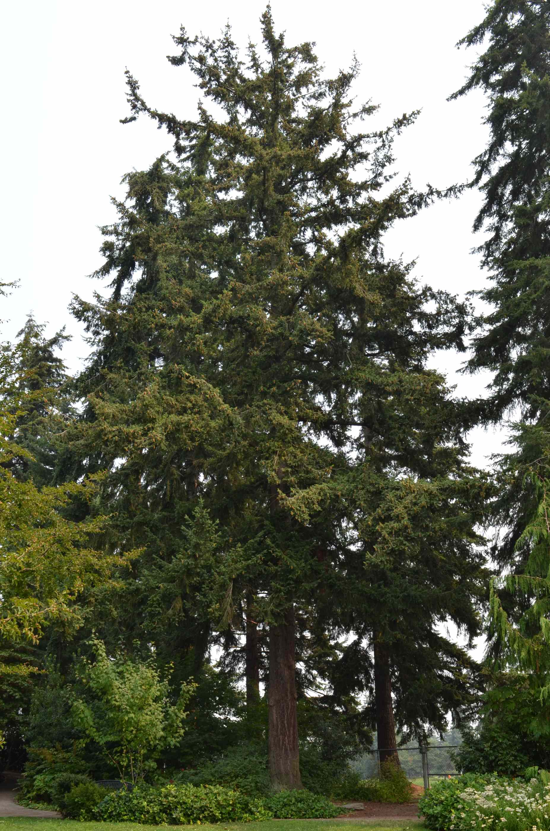 Pseudotsuga menziesii tree growing in a garden near Everett, Washington.