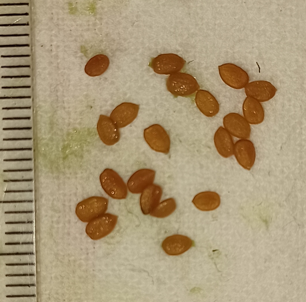 Sambucus mexicana seeds with a mm ruler on left.