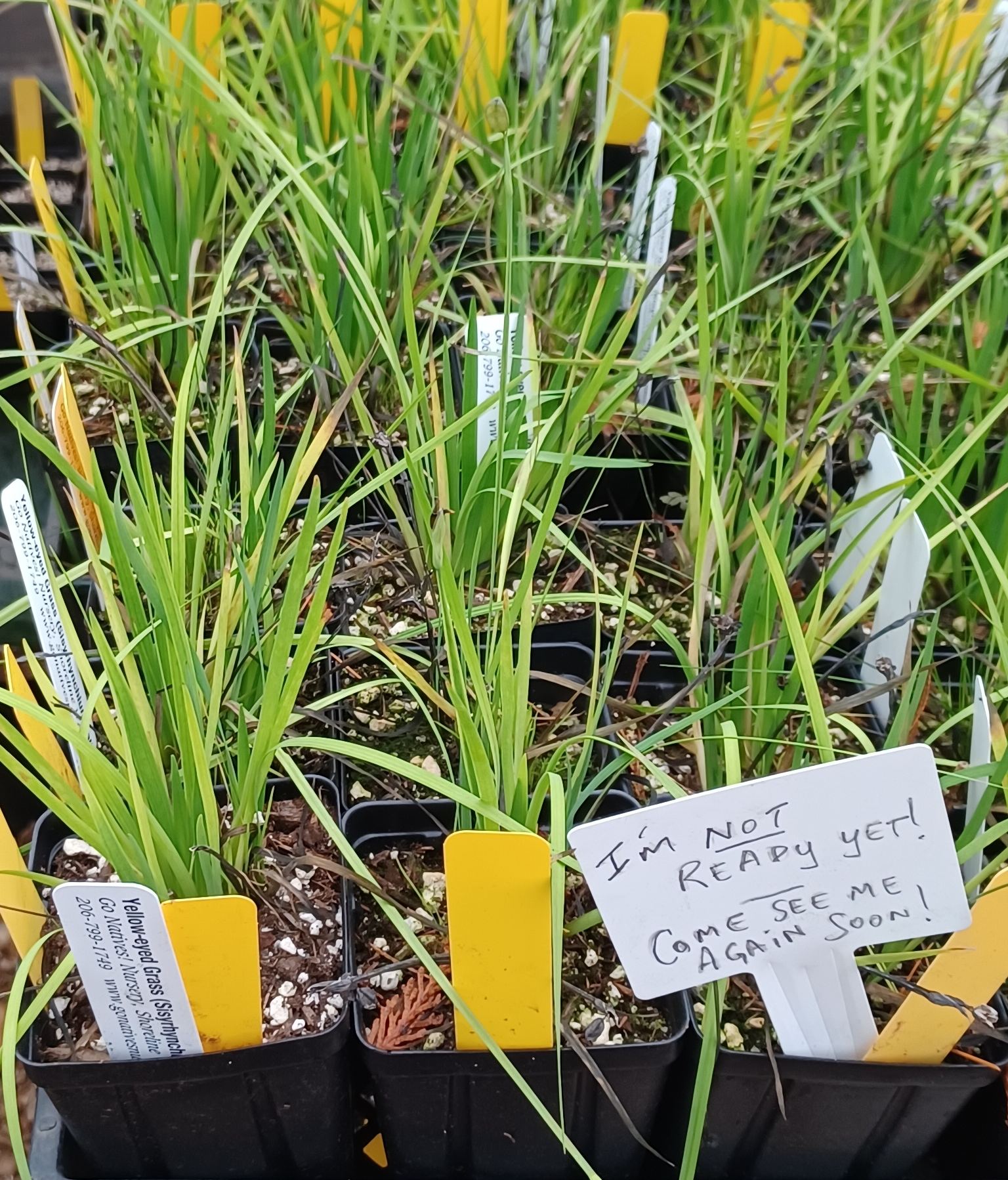 Sisyrinchium californicum growing in 4-inch containers at a native greenhouse near Seattle, Washington.