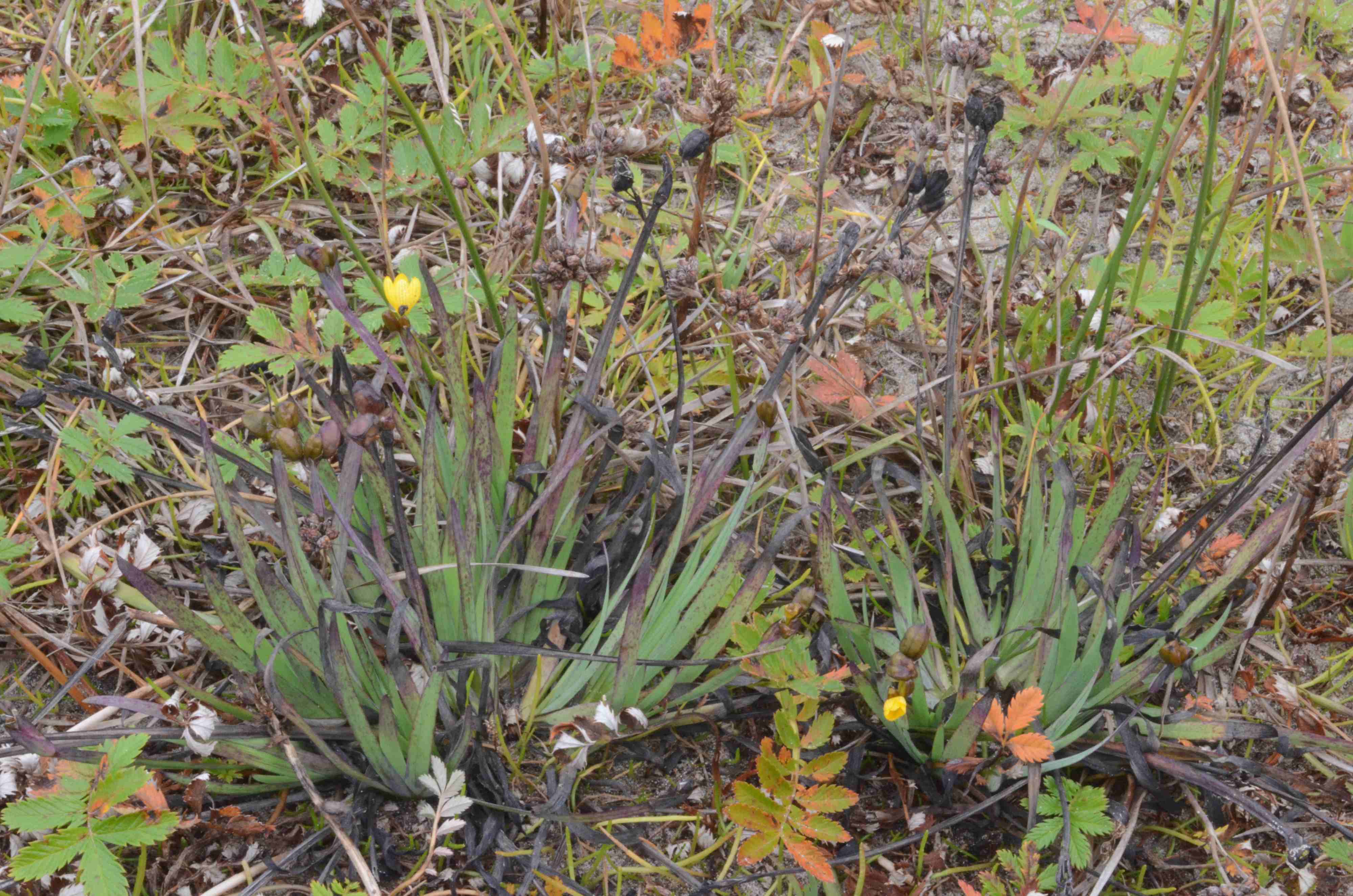 Sisyrinchium californicum growing in a coastal wetland near Florence, Oregon. 