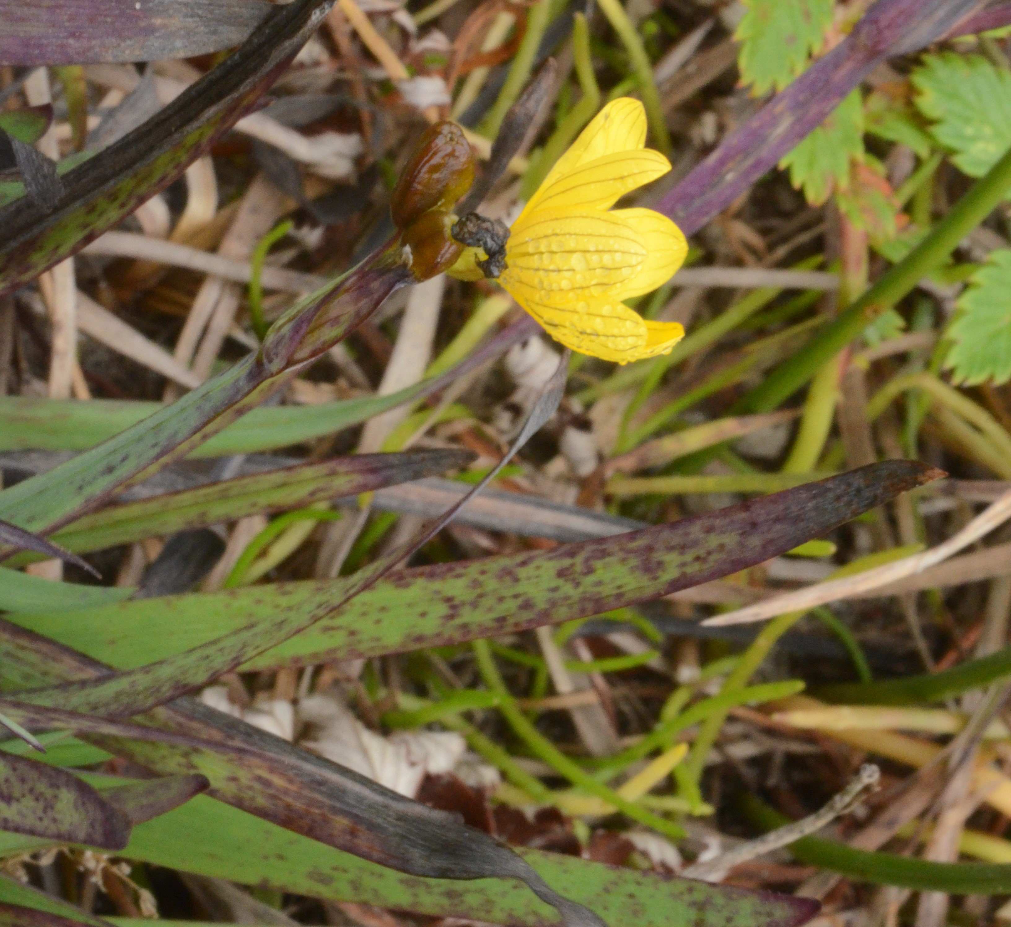 Sisyrinchium californicum with a flower.