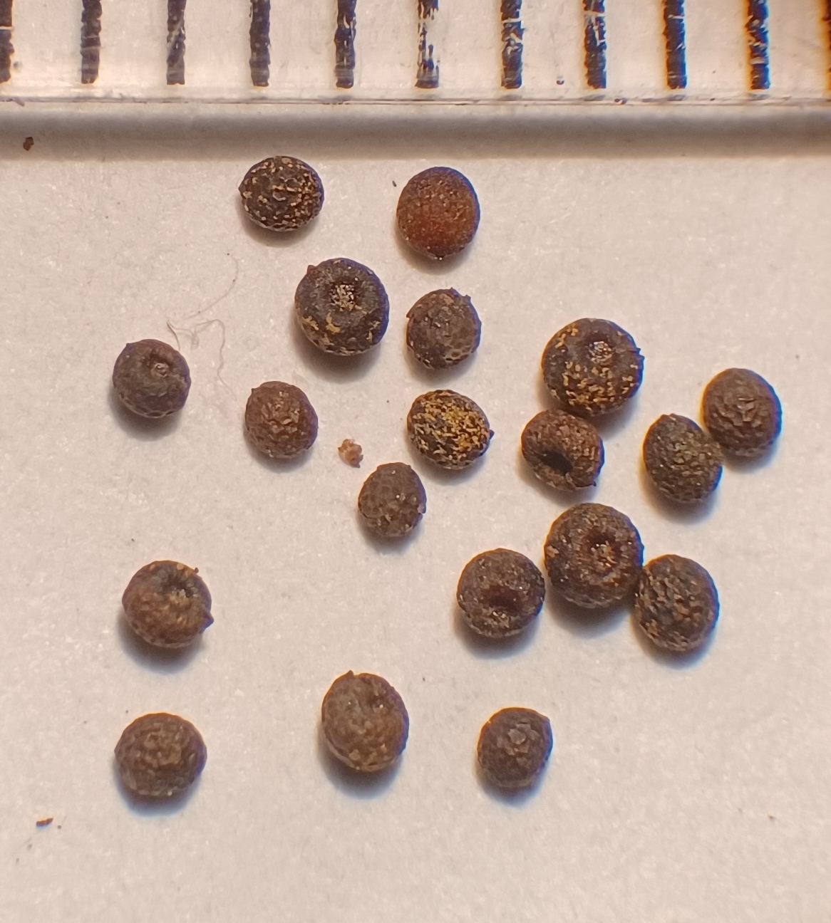 Sisyrinchium californicum seeds with a mm ruler on top.