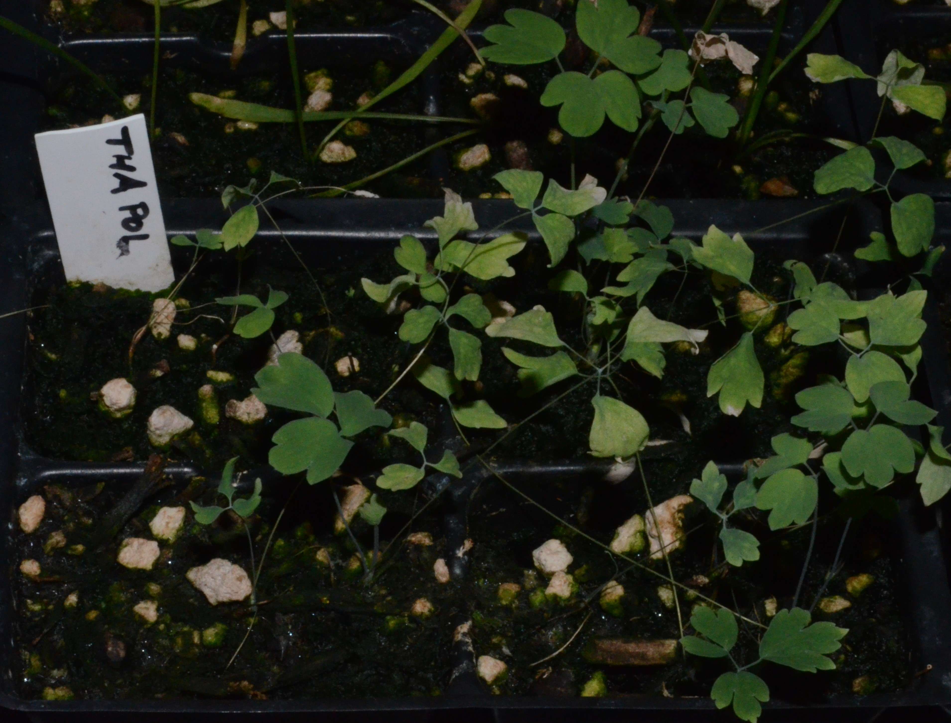 Thalictrum polycarpum seedlings growing in 48-cell liners at the Berry Seed Bank research greenhouse located in Portland, Oregon.