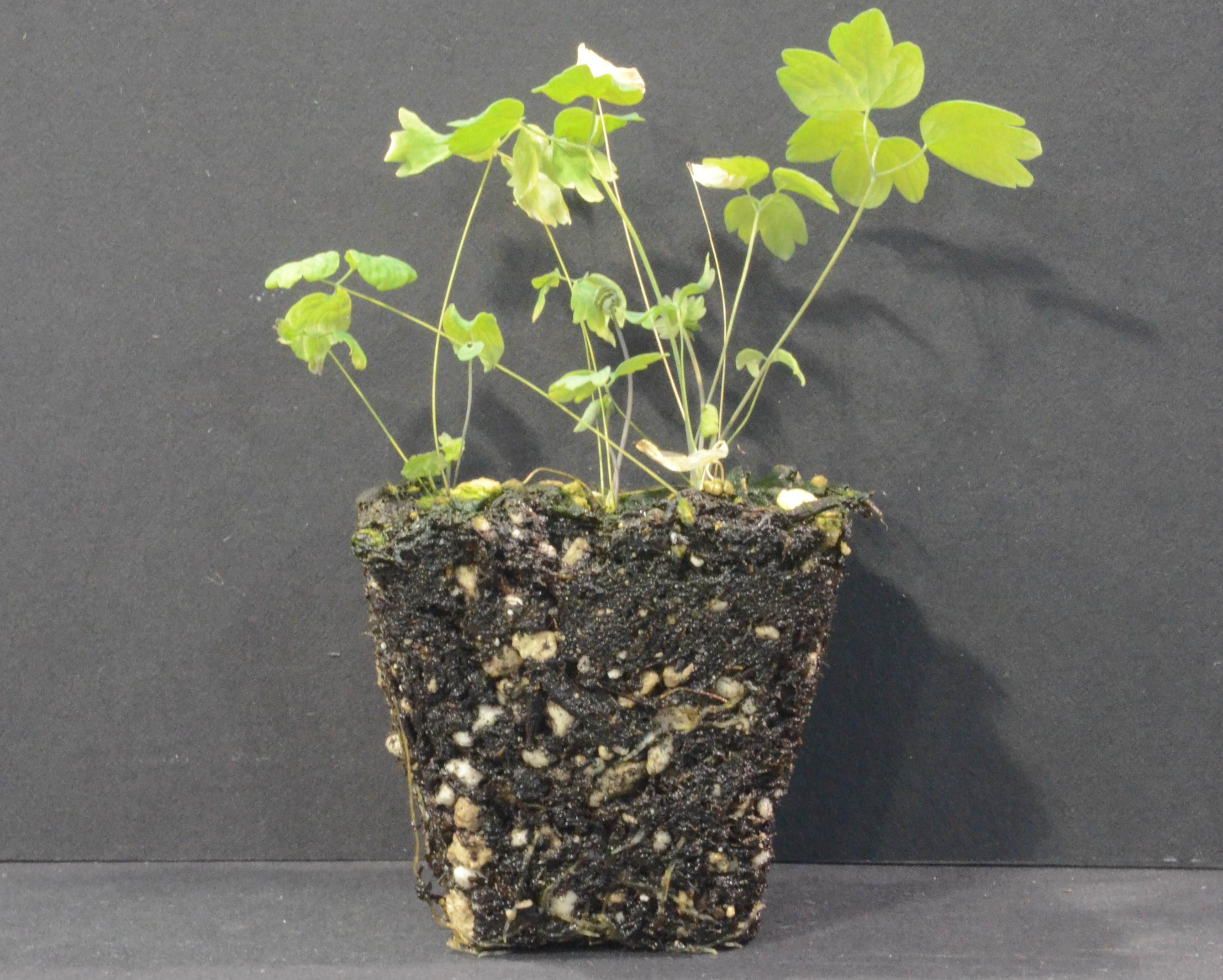 Thalictrum polycarpum rootball of seedlings growing in 48-cell liners at the Berry Seed Bank research greenhouse located in Portland, Oregon.