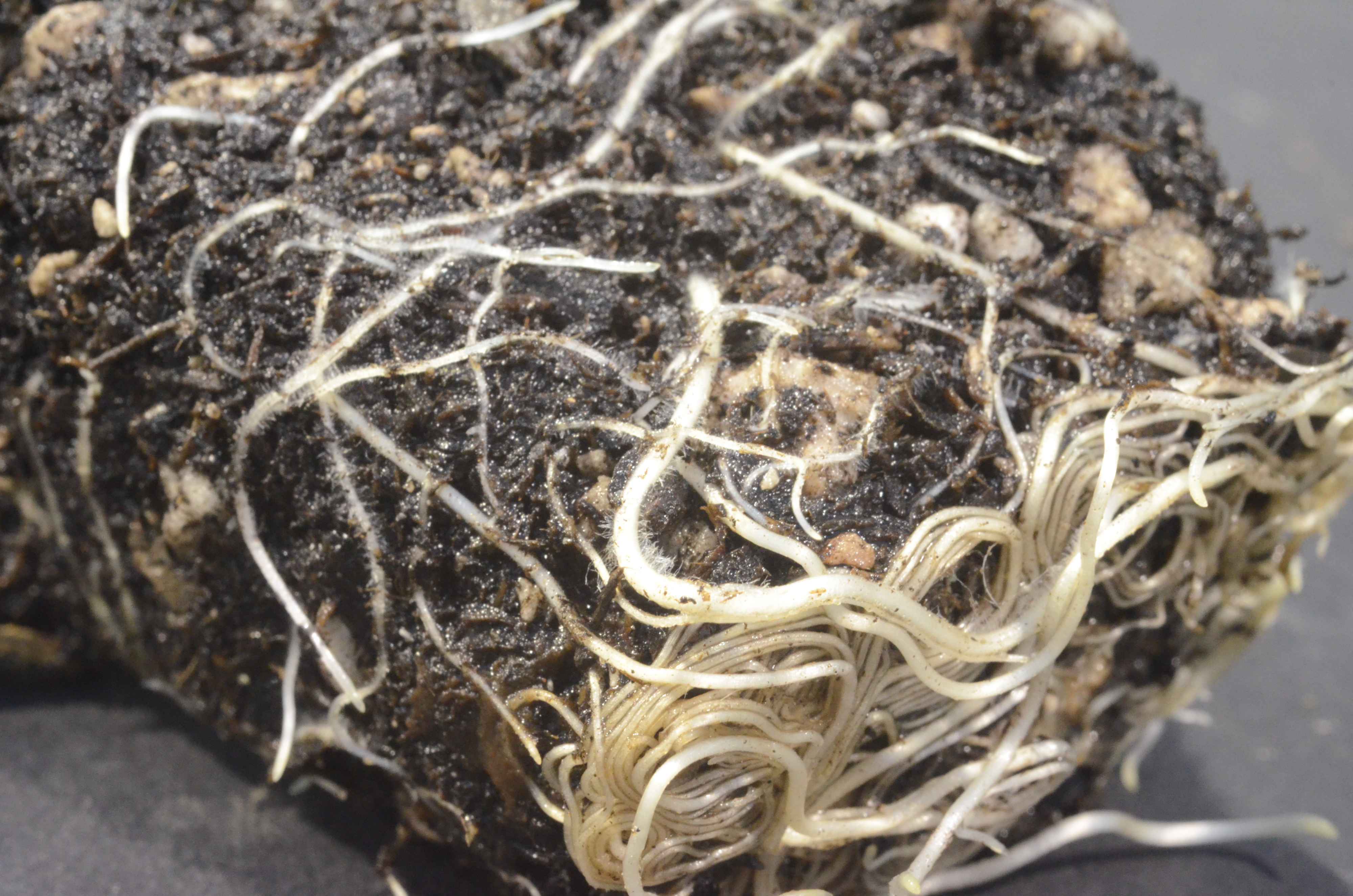 Thalictrum polycarpum roots.