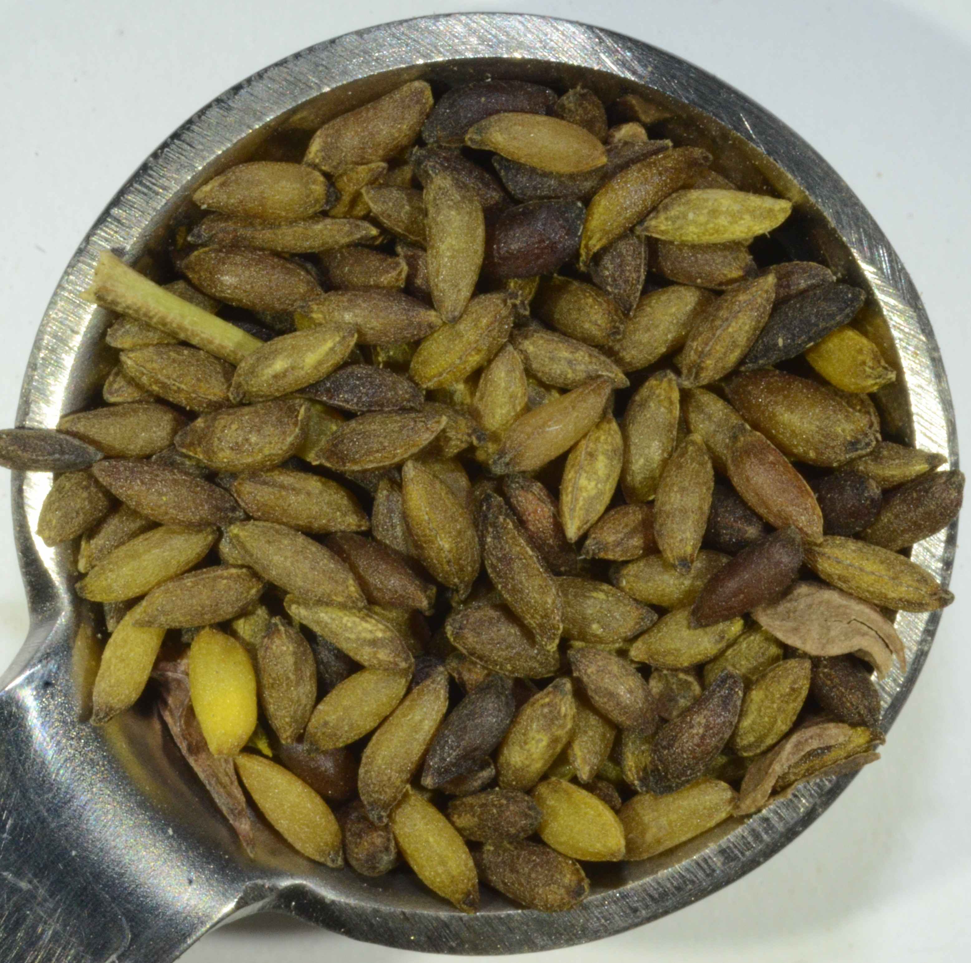 Thalictrum polycarpum seeds in a 1/4 tsp (2 cm diameter).