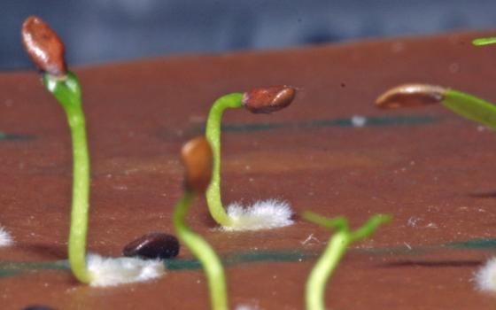Lonicera involucrata seedlings
