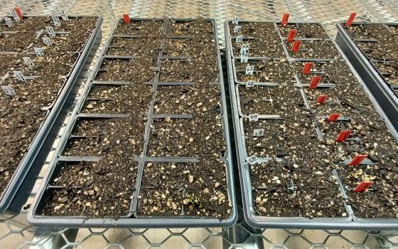 48cell trays in the greenhouse