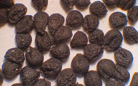 Allium acuminatum seeds with 1 mm ruler on top