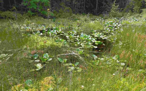 Marsh on island in the Puget Sound, Washington 