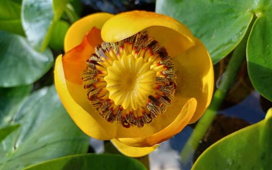 Nuphar polysepala flower