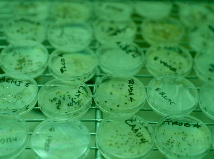 Germination trial plates (1995).