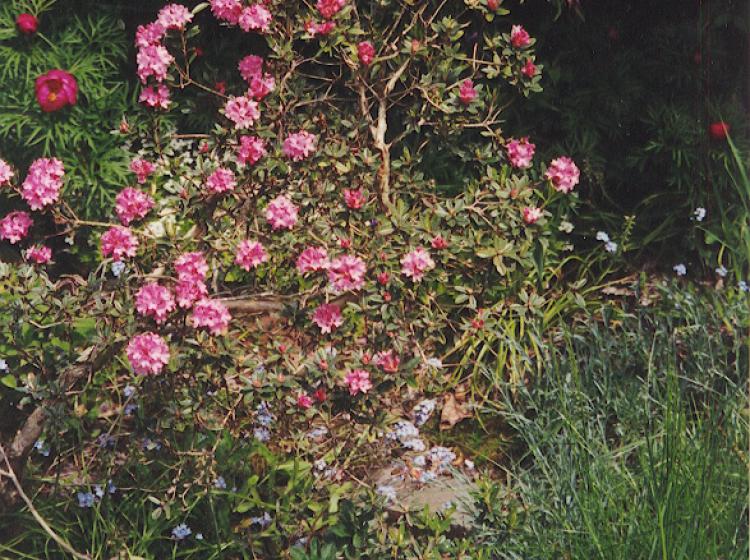 Rhododendron named Rae Berry