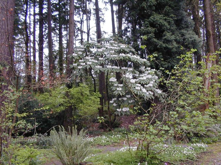 Spring Rhododendrons (2002).