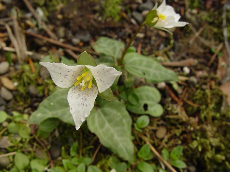 Trillium rivale 2005