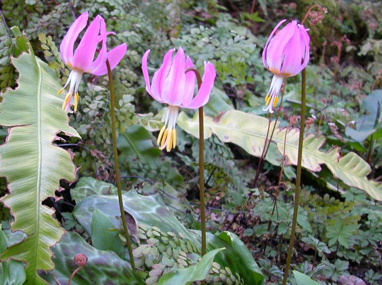 Erythronium revolutum 2009