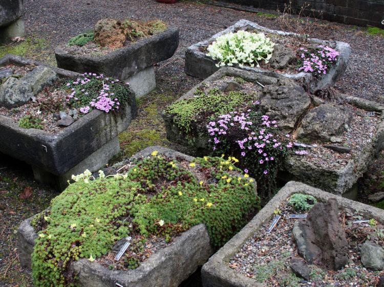 Alpine troughs (2009).