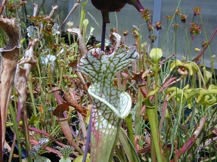 Bog Garden (2009).