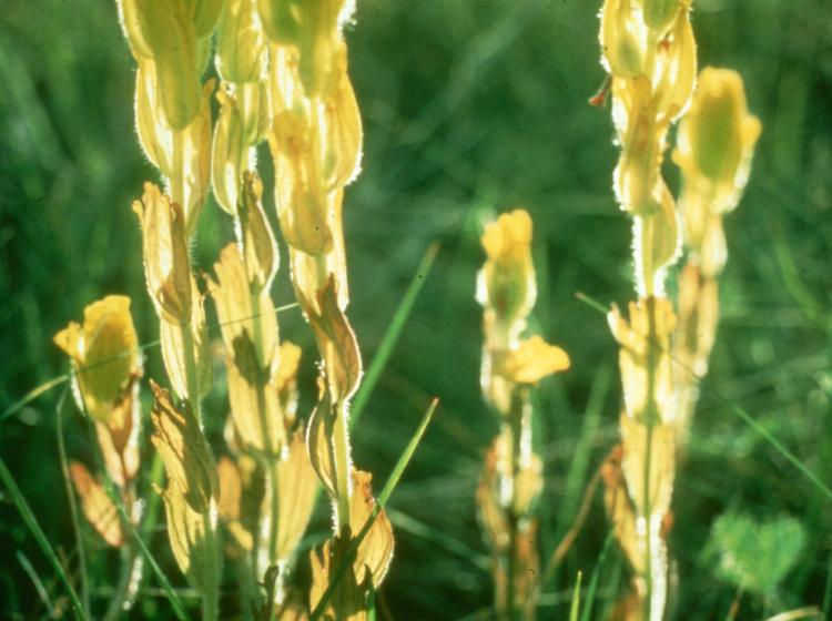 Castilleja levisecta 2001.