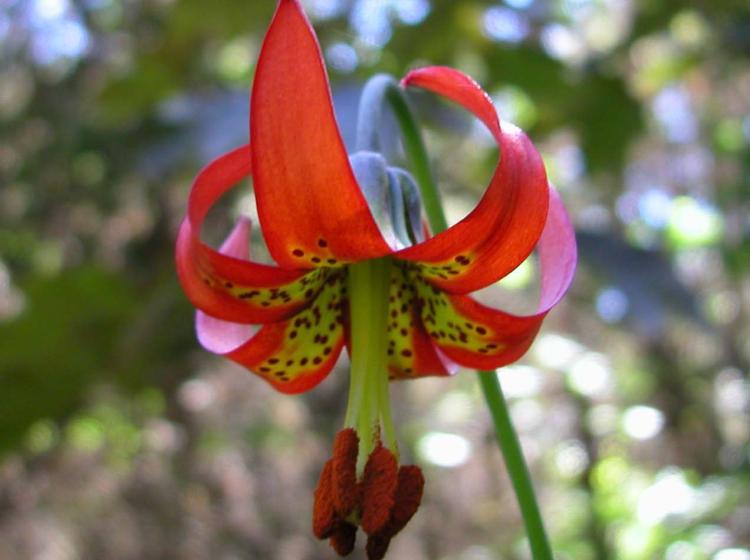 Lilium occidentalis 2002.