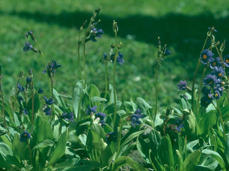 Primula cusickiana stand in the Wallowa Mountains 1970