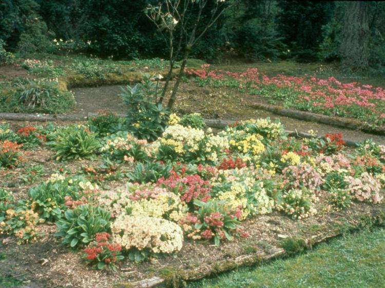 Primula log beds (1971).