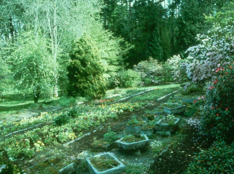 Alpine troughs and log beds (1976).
