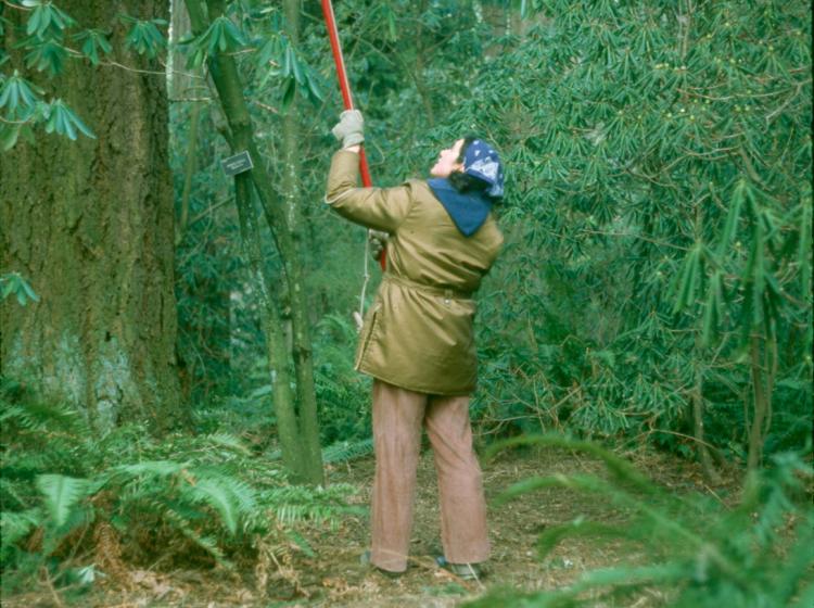 Jean Dodier pruning (1989).